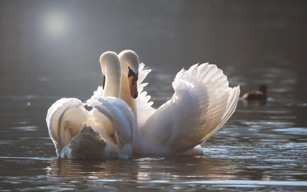 Meditation Wahre Liebe
