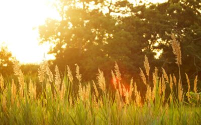 Impulse und Begleitung für Juli 2025