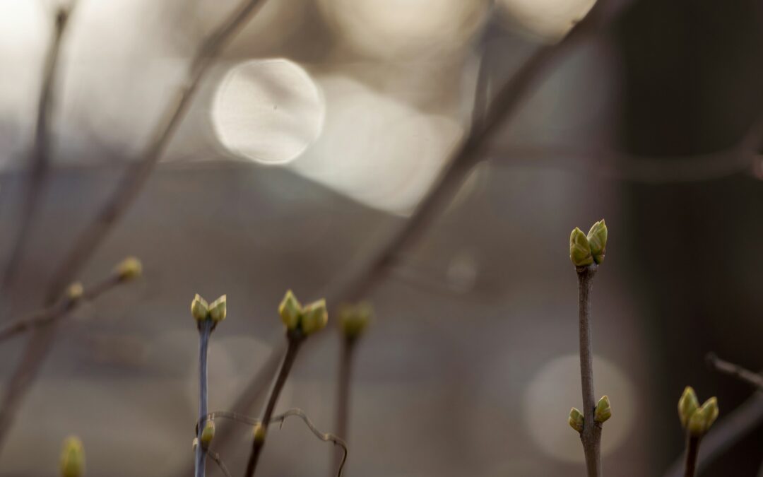 Impulse und Begleitung zum Vollmond am 3.3.2026